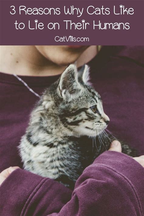 7 Reasons Why Cats Like To Lie On Their Humans Cat Behavior Cats