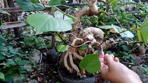 Bonsai Waru Udang Bungkuk On The Rock Saat Masih Di Ground YouTube