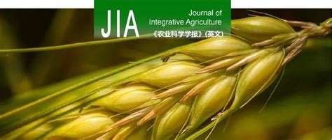 Jia 江苏里下河地区农业科学研究所小麦遗传育种团队 小麦高分子量谷蛋白亚基位点缺失对蛋白体发育、蛋白组分和面团特性影响的研究 Glu A 品质 小麦