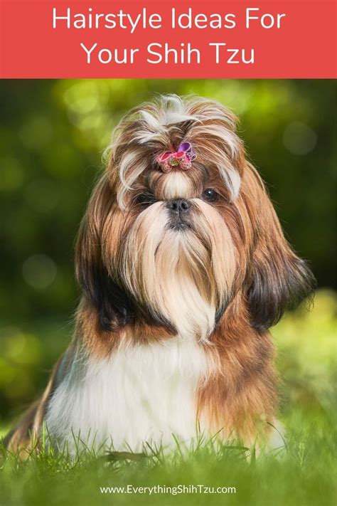 The 7 Best Haircuts For Shih Tzu Artofit