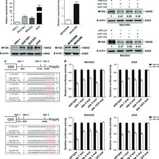 The Expression Levels Of Mir And Mir In Gastric Cancer Cells