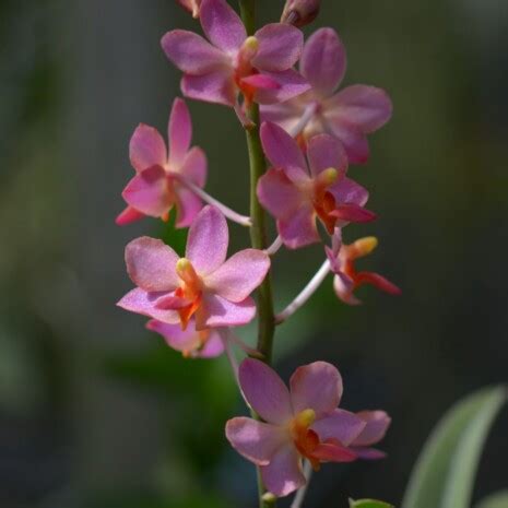 Buy Orchid Doritis Orange Sherbet Blooming Plants Amthai