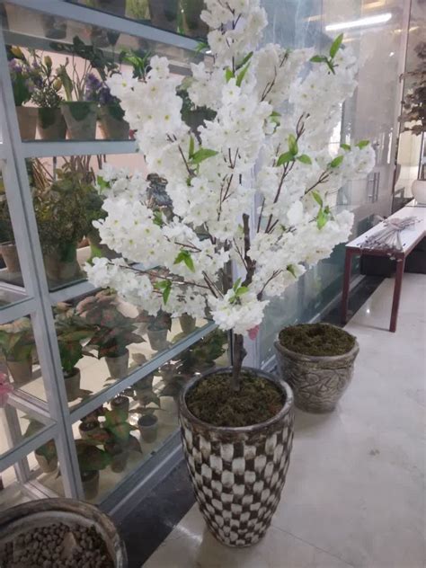 درختچه شکوفه رکسانا مدل هزاره سبز