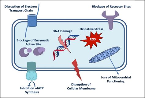 Potential Applications Of Biogenic Selenium Nanoparticles In