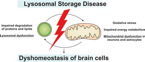 Issue Information 2019 Journal Of Neurochemistry Wiley Online Library