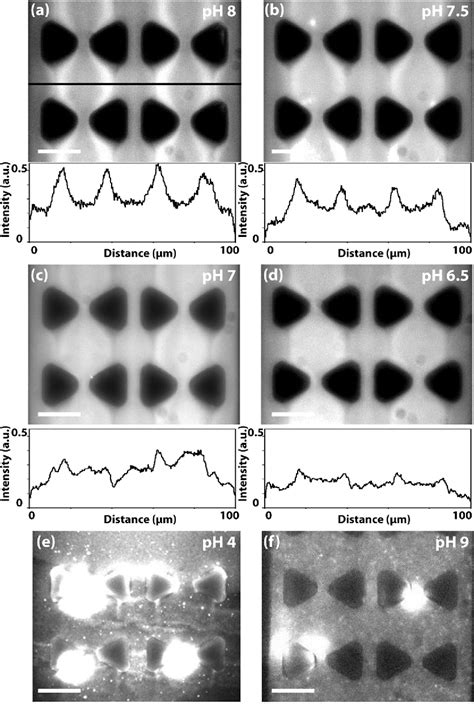 Figure 1 From Tuning Direct Current Streaming Dielectrophoresis Of Proteins Semantic Scholar