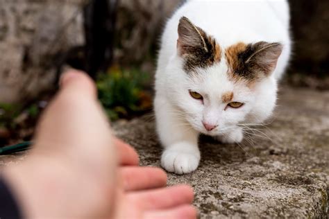 C Mo Pide Cari O Un Gato A Su Due O