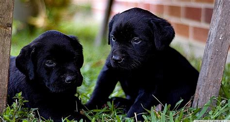 Labrador Puppies Hd Wallpaper | Photo Wallpapers