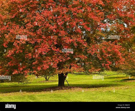 Maple Tree Canada Stock Photos & Maple Tree Canada Stock Images - Alamy