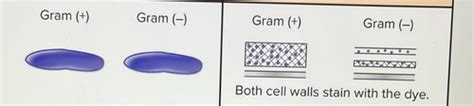 Microbiology Lab Gram Stain Flashcards Quizlet