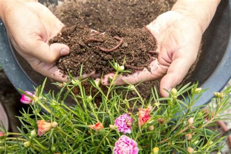 The Benefits of Worm Composting - Urban Farm Online