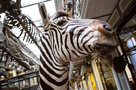 The Dead Zoo Dublin The Natural History Museum