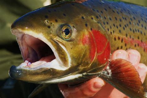 Steelhead Oncorhynchus Kiss My