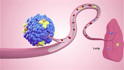 How Are Circadian Rhythm And Circulating Tumor Cells Related Youtube