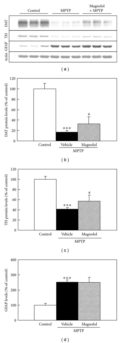 Effect Of Pre Mptp Treatment With Magnolol On Dat Th And Gfap Protein