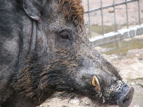 El Jabal Sus Caracter Sticas Y Curiosidades M S Destacadas