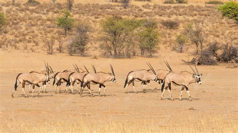 Premium Photo | Gemsbok herd