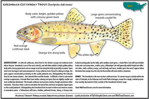 Greenback-Cutthroat-Trout - Wild Skies