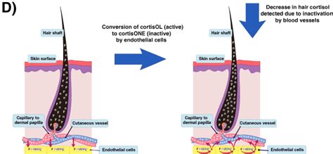 Hair Cortisol In The Evaluation Of Cushing Syndrome SpringerLink