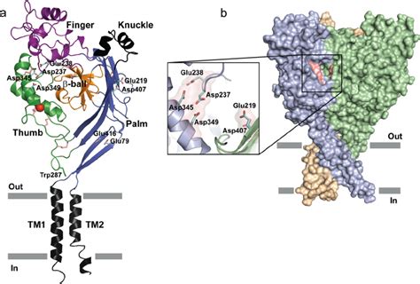 Structural Model Of Asic1a Illustrating The Location Of The Acidic Download Scientific Diagram