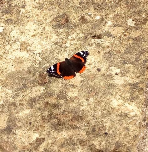 Una Farfalla Ci Fa Compagnia Butterfly