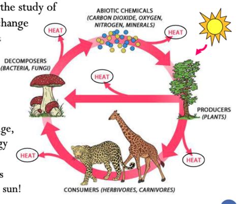 Biology Exam 3 Flashcards Quizlet