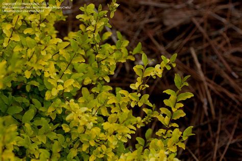 Plantfiles Pictures Ligustrum Variegated Chinese Privet Sunshine