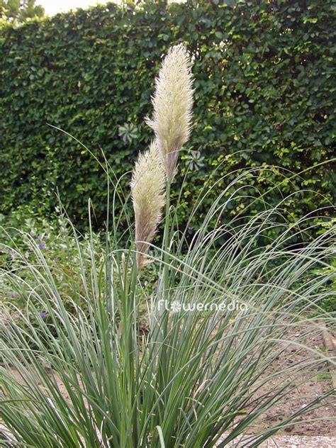 Cortaderia Selloana Pumila Lesser Pampas Grass 107396 Flowermedia