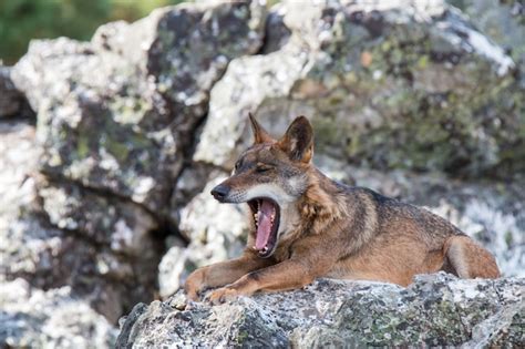 O Lobo Ib Rico Foto Premium