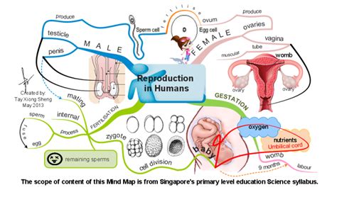 Female Reproductive System Concept Map Map