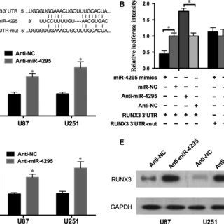 RUNX3 Is The Target Of MiR 4295 A A Schematic Of The Bioinformatics