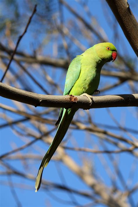 Images Gratuites Branche Oiseau Faune Sauvage Vert Le Bec Des