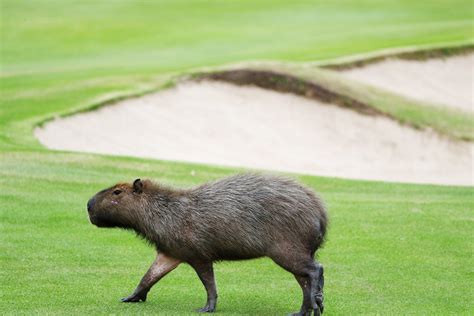 Capybara Wallpapers Wallpaper Cave