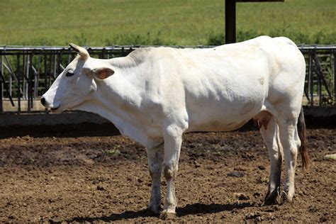 Best Beef Cattle Breeds Countryside