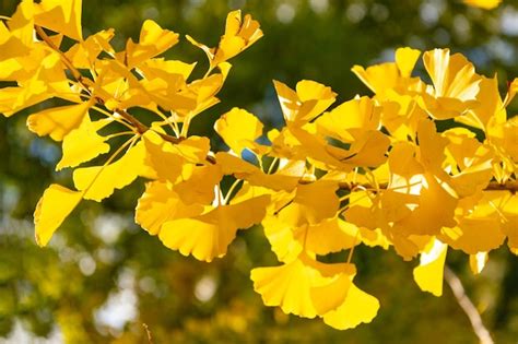 Hojas De Oto O De Ginkgo Amarillo En Rama Hojas De Oto O Amarillas