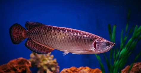 Ikan Arwana Pino