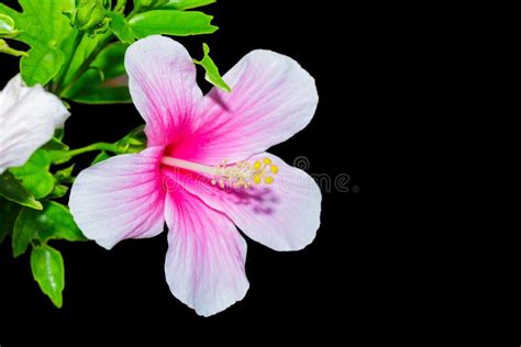 Flor Rosada Del Hibisco Imagen De Archivo Imagen De Cubo 44688107