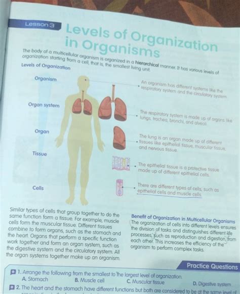 Lesson Levels Of Organization In Oraanismsan The Body Of A Multicellula