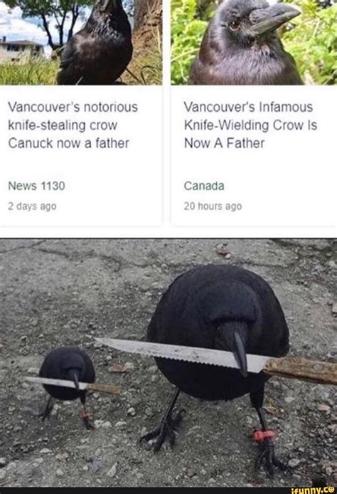 Vancouvers Notorious Knife Stealing Crow Canuck Now A Father News 1130