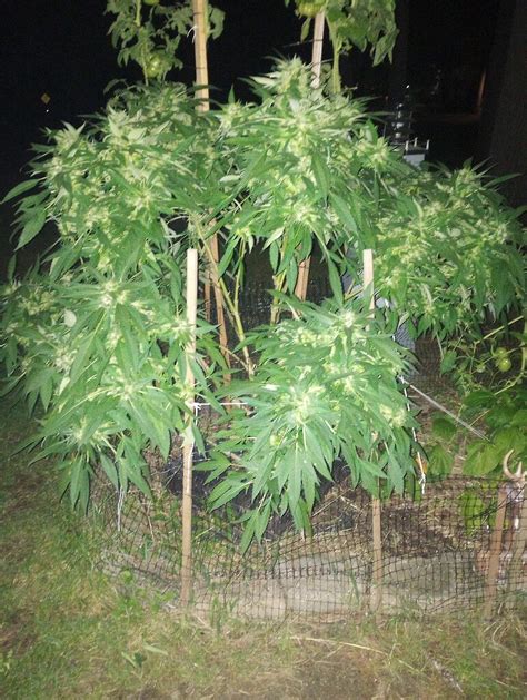 Notorious thc Strain - Grow Journals - I Love Growing Marijuana Forum