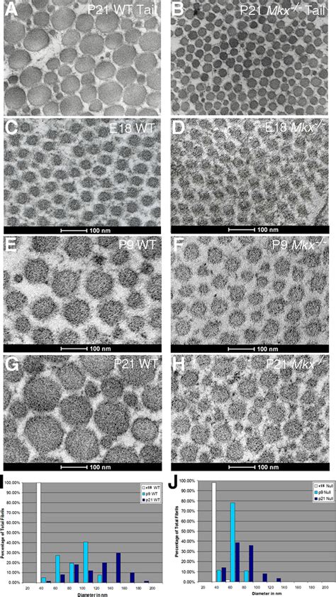 Mkx / mutant mice had defects in postnatal growth of tendon collagen... | Download Scientific ...