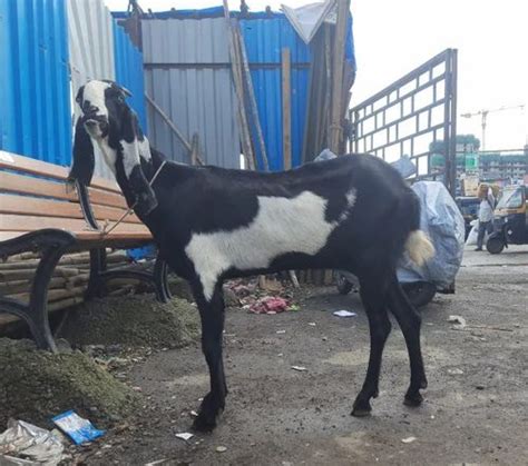 Female Black Beetal Goat Breeding 40 At Rs 16000 Piece In Mumbai ID