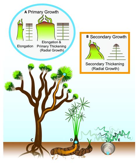 Illustrations Of Stem Growth Mechanisms In The Context Of The Plant