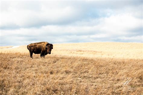 Buffalo Wildlife Photography Print Rustic Western Wall Art American ...