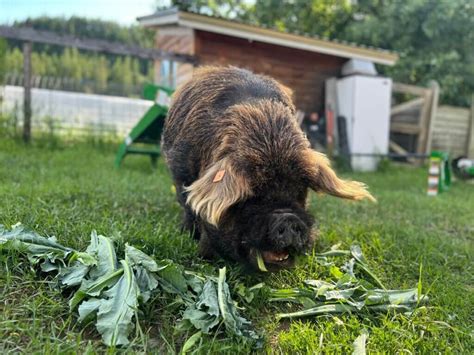 Kune Kune Pigs - The Ultimate Homestead Pig — Homesteading Family