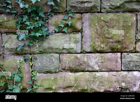 Ivy Plant Growing Up On Old Stone Wall Stock Photo Alamy