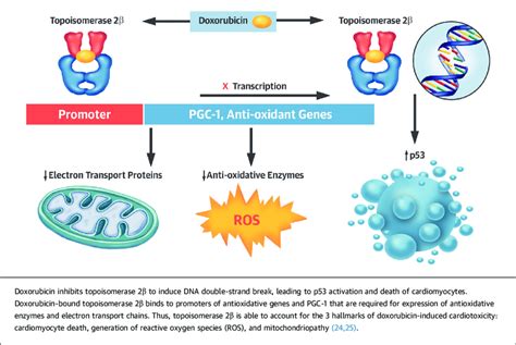 Doxorubicin Mechanism Of Action