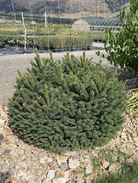 Dwarf Norway Spruce Dieter Martin