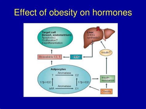 Ppt Cancer And Obesity Is There A Prevention Connection Powerpoint