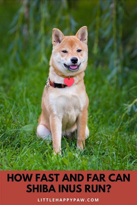 How Fast And Far Can Shiba Inus Run Explained Artofit